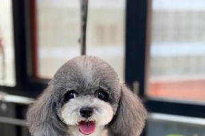 小泰迪美容必备，定期打理让它焕发无限魅力（宠物美容，关爱小泰迪的秘密武器）