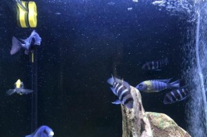 以工具鱼的推荐与介绍（解锁创意灵感，让生活更便捷）