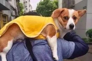狗狗一天遛多久合适？（为宠物狗定制的健康运动时间）