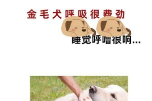金毛犬的驱虫频率探究（科学合理的金毛驱虫时间表）