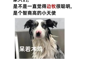 影响边牧体重的因素及喂养注意事项（了解边牧体重的重要性和如何正确喂养边牧犬）