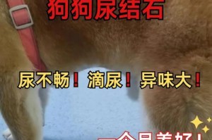 狗得肾结石，这是个什么时候能好的问题？（肾结石是狗健康的大敌，但治愈却需要耐心和时间）