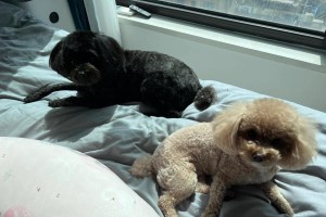 狗的怀孕期所需关注之事（狗的孕育期间需要特别留意的事项）