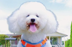 选择幼犬牵引绳的重要性及推荐（为幼犬选择合适的牵引绳，关键在于安全和舒适）
