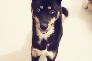 四眼狗（揭秘四眼狗的奇特外貌和独特品质）