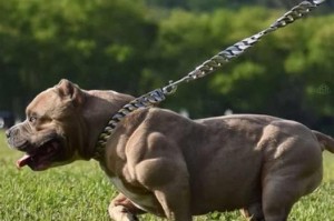 “最凶猛的五种犬（血统卓越、力量无敌，斗牛梗与土佐斗犬谁才是真正的强者？）