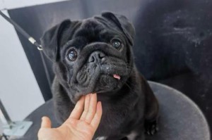 八哥犬为何不吃东西？（探究八哥犬食欲不振的原因及对策）