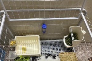 小兔子为什么磨牙？（揭开小兔子磨牙的奥秘）