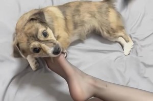 为什么狗狗喜欢咬人的手脚？（探寻狗狗咬人行为的原因与解决办法）