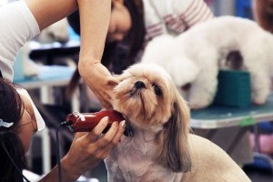 狗狗美容（为你的狗狗提供完美的美容护理服务）