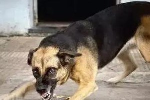 狗狗骨瘤（探索狗狗骨瘤对寿命的影响及延长狗狗寿命的方法）