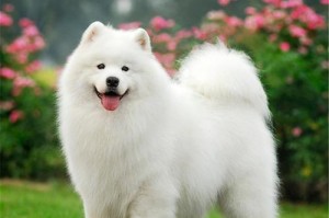 了解微笑天丝萨摩耶犬的价格及饲养注意事项（价值不菲的萨摩耶犬是你的完美伴侣）