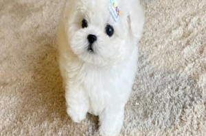 如何为你的比熊犬选择一个完美的名字（探索比熊犬名字的灵感和选择技巧）