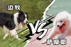 如何合理养两条狗（养两条狗需要注意的要点）
