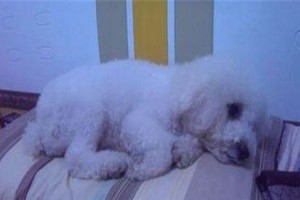 狗的生育周期及每胎幼犬数量（了解狗生宝宝的时间和数量，为养狗提供参考）