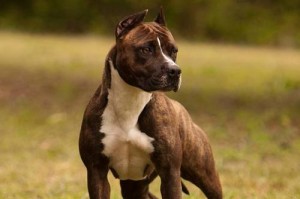 揭秘以斯塔福犬失格的真相（失格的以斯塔福犬品种特点及评判标准）