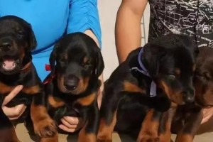 以杜宾犬为什么要剪耳断尾？（探究杜宾犬剪耳断尾的原因及其对狗狗健康的影响）