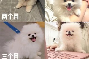 博美狗的眼睛睁开需要多长时间？（探索博美狗成长中的奇妙过程）