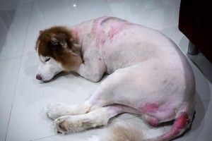 母狗配种后多久下崽？（犬类繁殖周期、怀孕期和分娩过程详解）