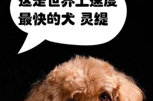 世界上跑步最快的狗——格力犬（速度之王，引领跑道新风潮）