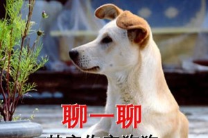为什么要给狗做绝育？（控制繁殖、促进健康——解读狗绝育的必要性和好处）