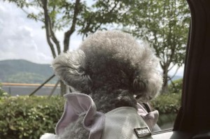 养灰泰迪的注意事项（打造幸福宠物生活的关键）