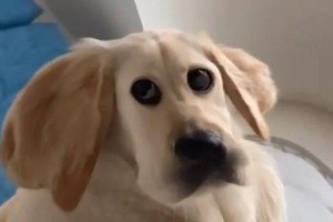 为什么狗不听我的话？（探索狗狗不听从主人指令的原因）