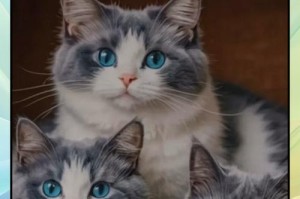 揭秘猫的传染病（猫的健康守护手册，帮助您了解常见传染病及预防措施）