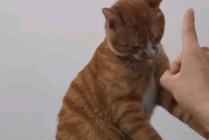 探讨猫咪立起来的奥秘（探索猫咪立起来的行为和意义，揭示猫咪与人类亲密关系的奥秘）