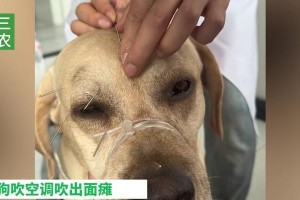 如何让狗狗吹空调健康安全（以狗狗吹空调时的注意事项）