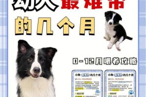 小狗的喂养时间表——以刚出生小狗多久喂奶粉为主题（了解小狗的喂养需求，做好初期护理准备）