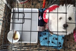 如何判断比熊是否纯种？（通过观察这7个地方，串串根本装不出来）