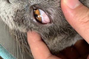 揭开猫疱疹病毒的神秘面纱（猫疱疹病毒的症状及防治方法）