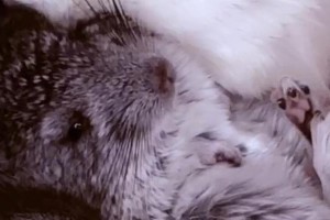 龙猫中暑后多久会醒？（了解龙猫中暑症状与康复时间）