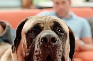 以法国斗牛犬为主题的狗粮选择指南（满足法国斗牛犬食欲的最佳狗粮推荐）