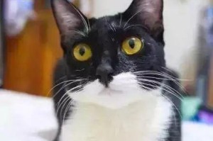 白金毛猫——了解这个优雅的品种（白金毛猫的特点、饲养需知以及适应环境的变化）