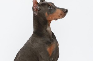 3个多月杜宾犬的合理饮食和营养需求（营养均衡是健康成长的关键）