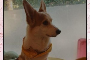 狗狗怀孕初期症状解析（多久能够知道狗狗是否怀孕？）