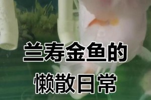 以兰寿命之长久的奥秘（探索以兰寿命之谜，为你的宠物健康长寿保驾护航）