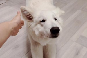 牧羊犬腿瘸的原因与治疗方法（揭开牧羊犬腿瘸背后的谜团，助您为爱宠找到最佳疗法）