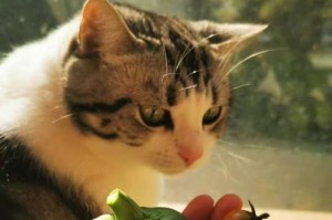 猫咪的饮食偏好随时间而变化的奥秘（揭示猫咪在不同时期吃的东西会有何变化及原因）