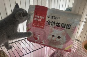 小猫能吃奶糕的时间（揭秘小猫断奶的关键时刻）