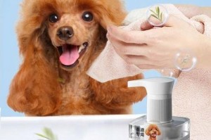 泰迪狗的洗澡频率与注意事项（养泰迪狗需要掌握的洗澡知识）