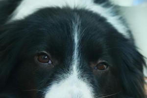 宠物犬的补充需求及方法（为你的宠物犬提供全面的营养补给）