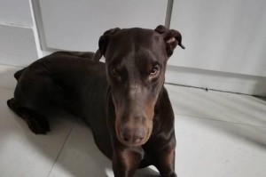 杜宾犬（解读杜宾犬的鲜见性及难养之处）