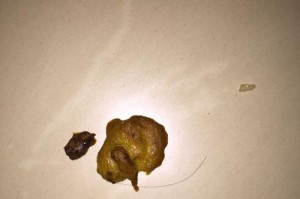 金毛犬的正常食量及计算方法（了解金毛犬的食量需求，给它们提供适当的饮食）