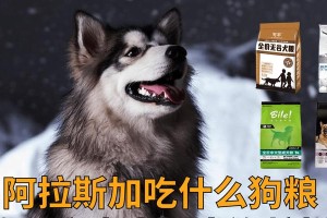 阿拉斯的美食探秘（品味阿拉斯的特色美食，尽情享受美食之旅）