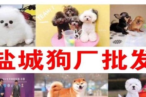 以泰迪狗什么时候配种最好？（繁殖泰迪狗的关键时机和注意事项）