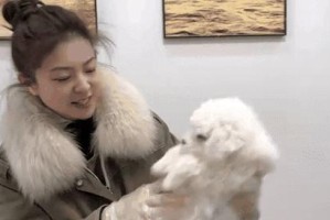揭秘比熊身上的臭味（深入探究比熊体味的成因及相应解决方案）
