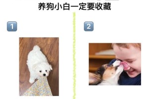 宠物狗名称大全，让你的狗狗与众不同（让你的狗狗拥有一个独特的名字，与其它宠物狗区别开来）